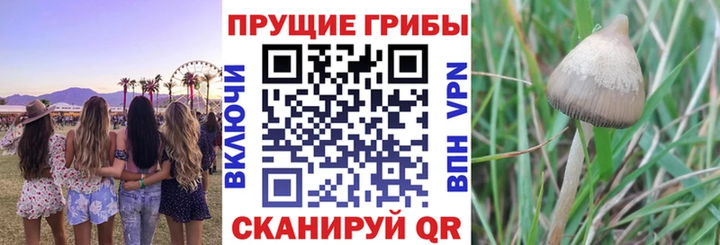 Галлюциногенные грибы мицелий Купить где Куса